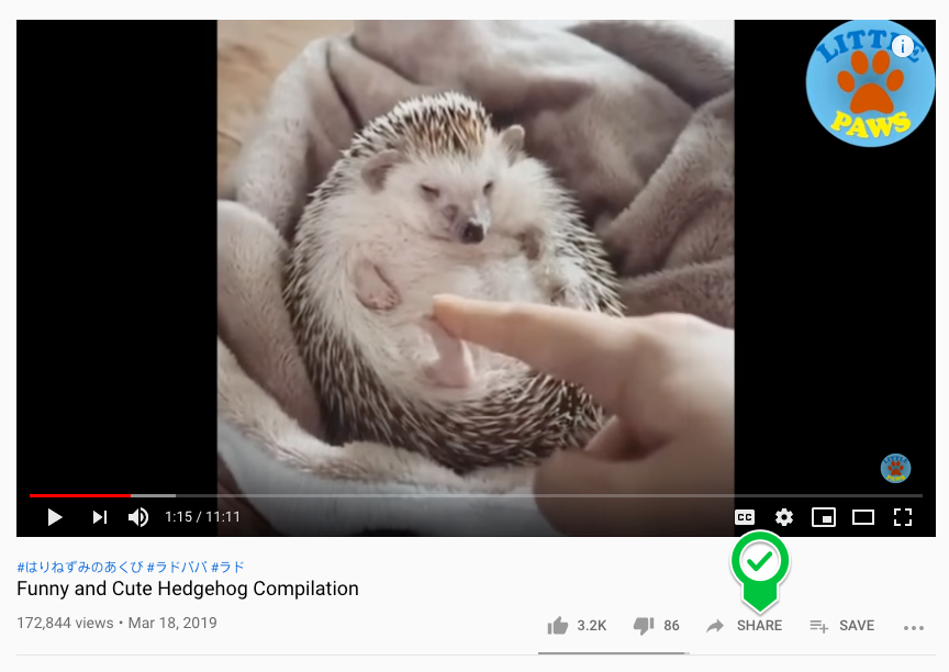 A YouTube video of a cute hedgehog.